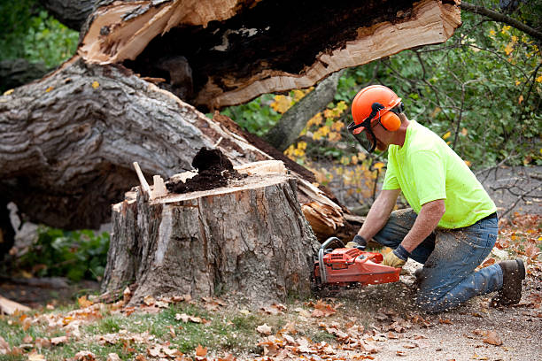 How Our Tree Care Process Works  in  Winston, OR